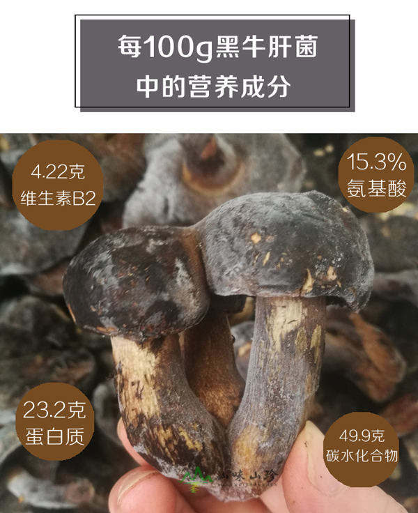 冰冻黑牛肝菌营养价值
