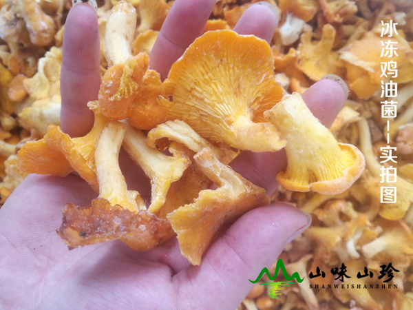 冰冻鸡油菌生长环境
