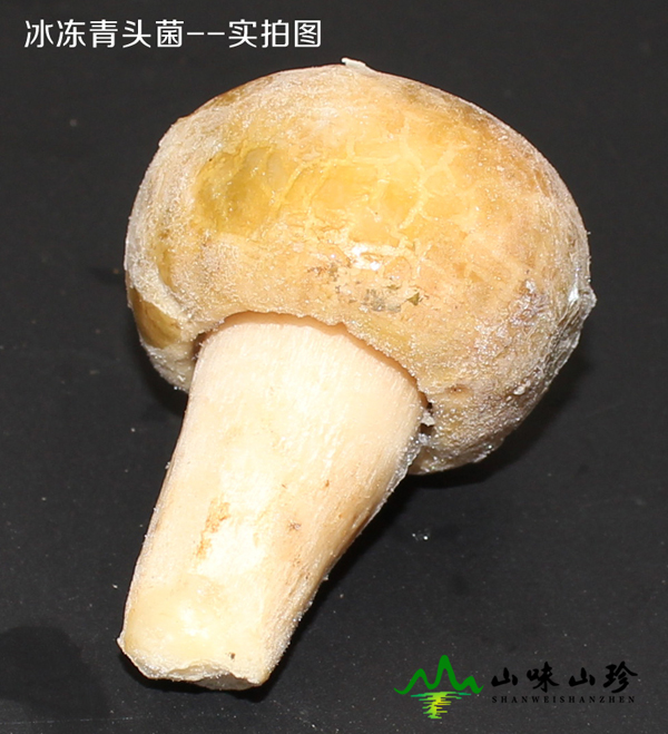 冰冻青头菌现货