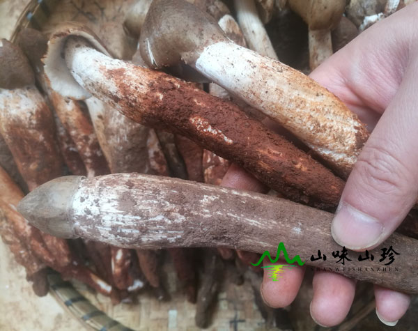 准备新鲜鸡枞菌 准备新鲜鸡枞菌