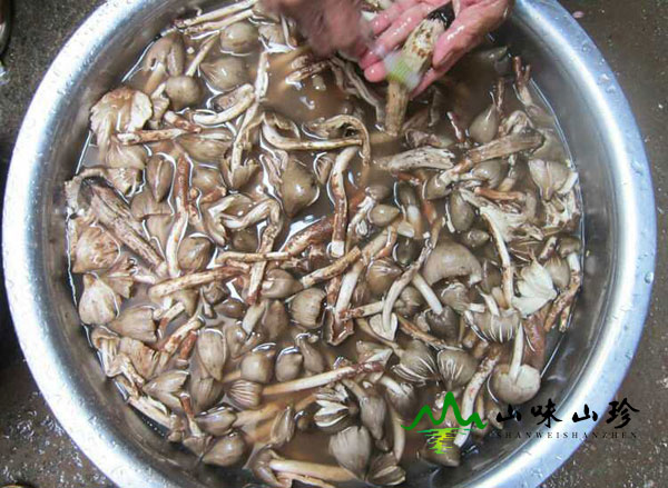 新鲜鸡枞菌洗干净 新鲜鸡枞菌洗干净