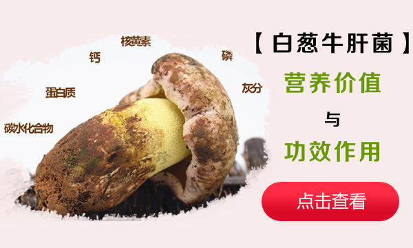白葱牛肝菌功效