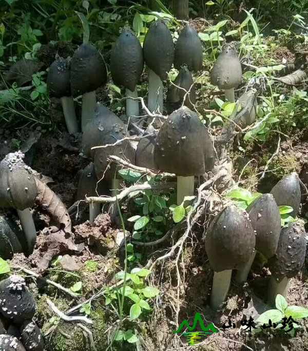新鲜火把鸡枞菌环境图