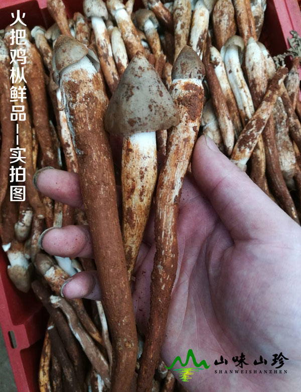 新鲜火把鸡枞菌现货