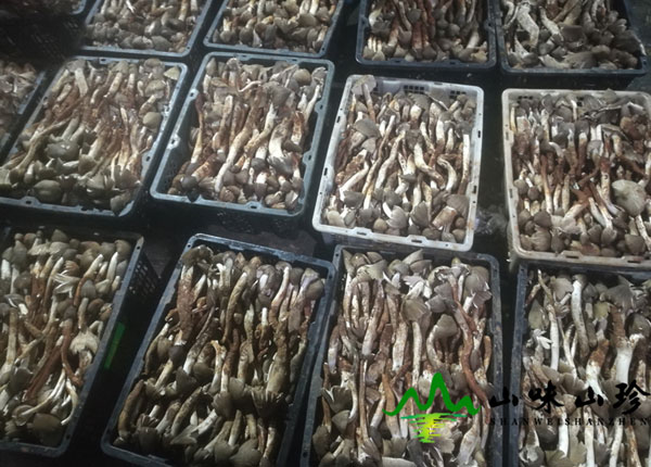 特级新鲜火把鸡枞菌