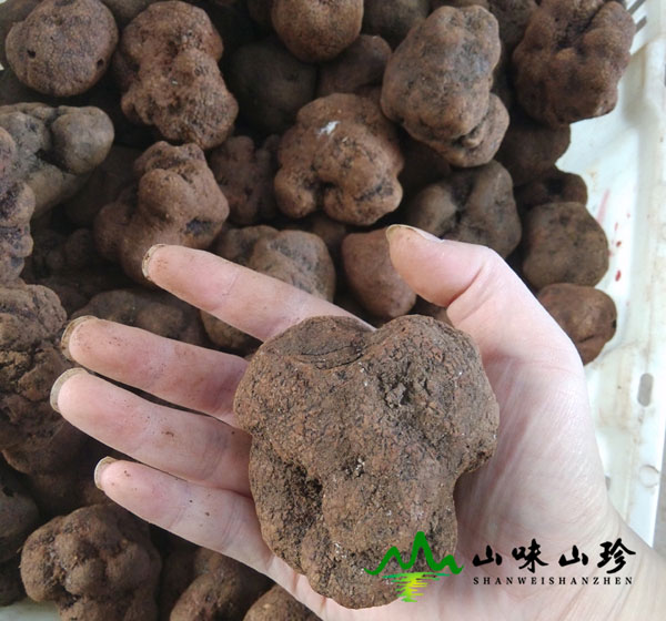 干品黑松露大片批发