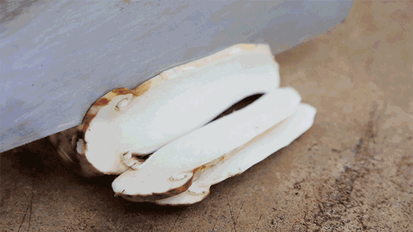 新鲜松茸清汤
