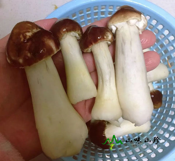 洗干净姬松茸 洗干净姬松茸