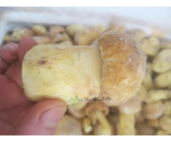 特级冰冻白葱菌