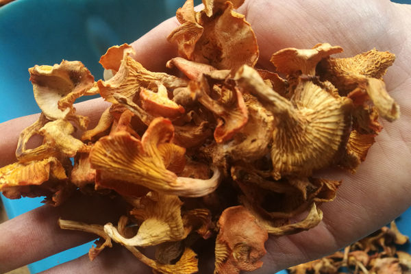 干鸡油菌价格