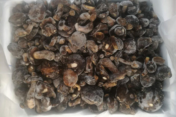 冰冻黑牛肝菌价格