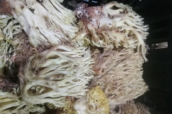 新鲜珊瑚菌价格