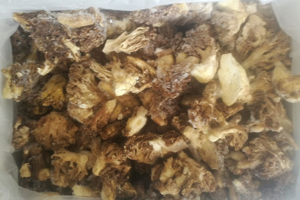 冰冻珊瑚菌价格