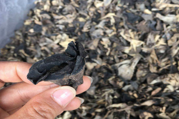 黑喇叭菌爆炒青红辣椒的营养价值和功效与作用 黑喇叭菌爆炒青红辣椒的营养价值和功效与作用