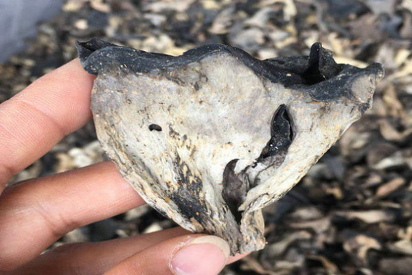 黑喇叭菌爆炒青红辣椒的食用禁忌 黑喇叭菌爆炒青红辣椒的食用禁忌