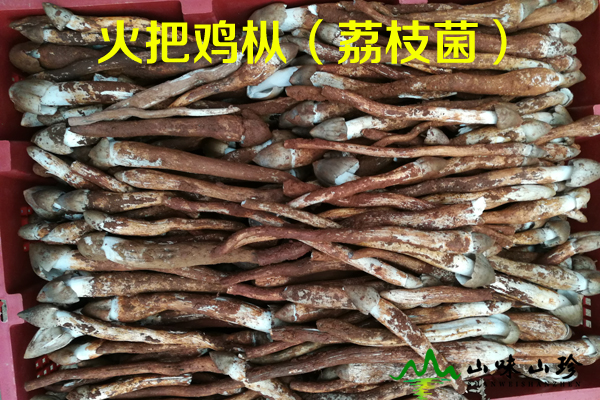 火把鸡枞价格