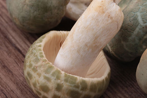 野生青头菌有毒吗