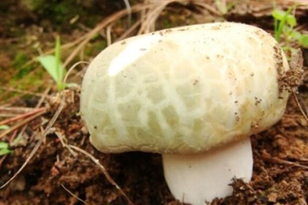青头菌是中药吗