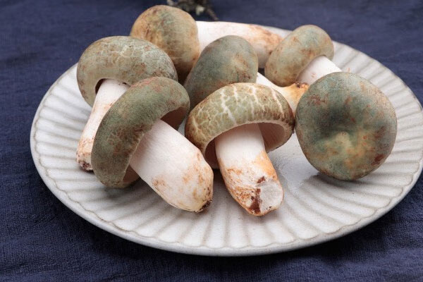 青头菌有虫子能吃吗