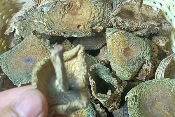 青头菌可以晒干了吃吗