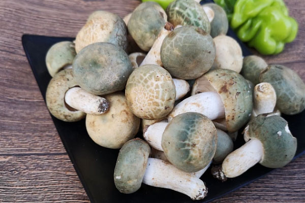 青头菌的形态特征