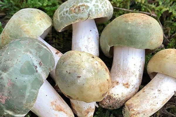 洗过的青​头菌能放冰箱吗