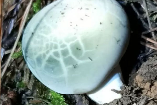 青头菌的营养成分