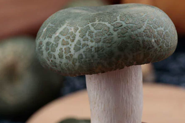 为什么云南的青头菌最多