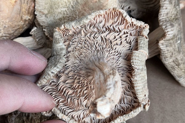 干品青头菌怎么保存好