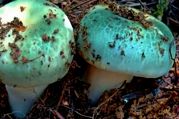 青头菌的生长环境要求是什么