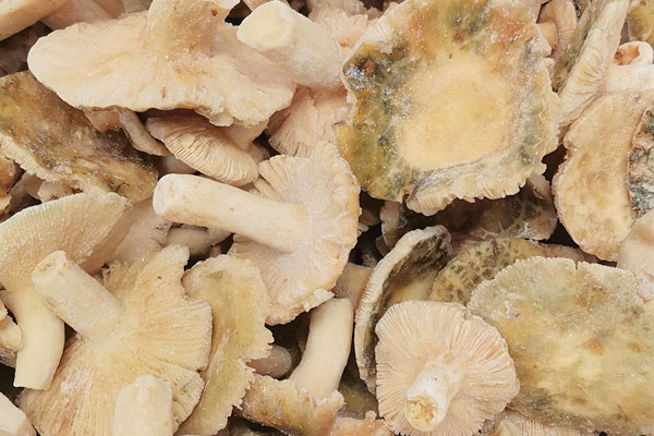 青头菌是高蛋白食物吗