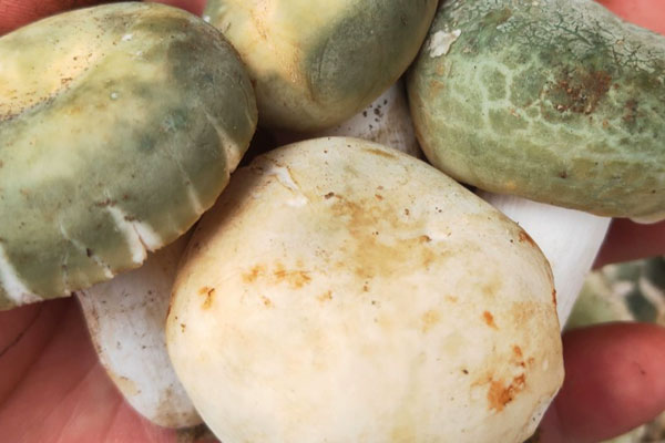 青头菌几月份结束