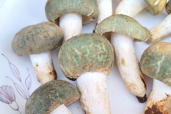 青头菌和什么食物相克