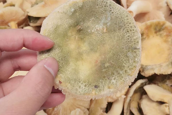 吃青头菌不能吃什么