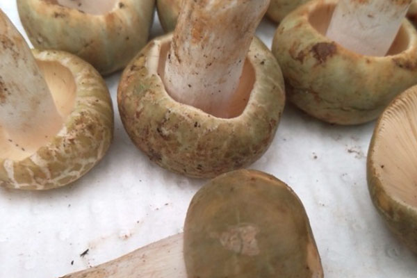 哺乳期吃青头菌可以喂奶吗