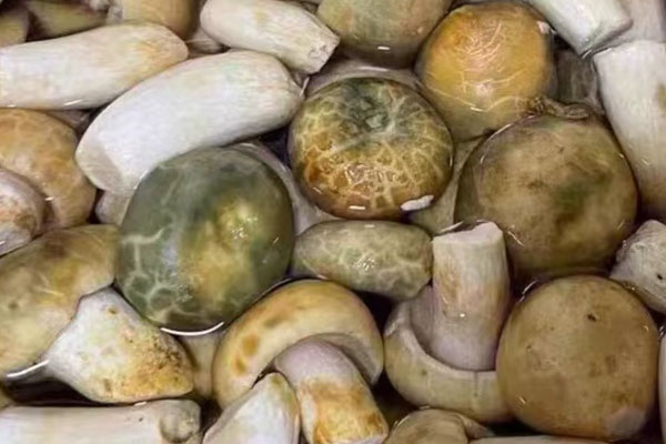 青头菌的禁忌