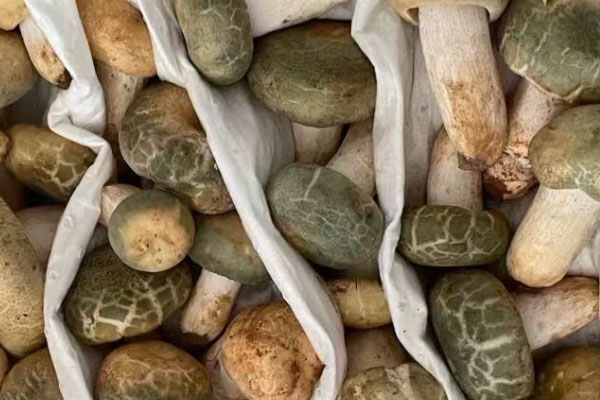 青头菌的热量高不高
