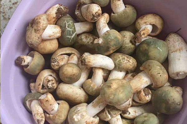 青头菌是不是只长在松树林中