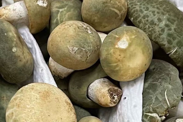 青头菌放了一周能吃吗