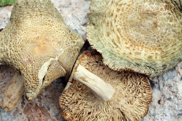 宫颈癌患者可以吃青头菌吗