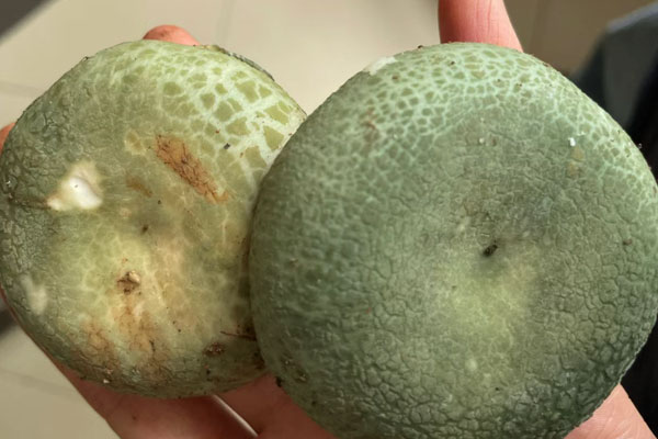 青头菌不洗可以直接冷冻吗