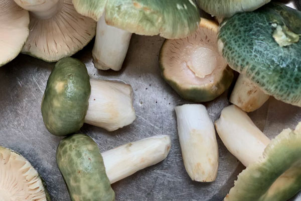 青头菌要用热水过一遍吗 青头菌要用热水过一遍吗