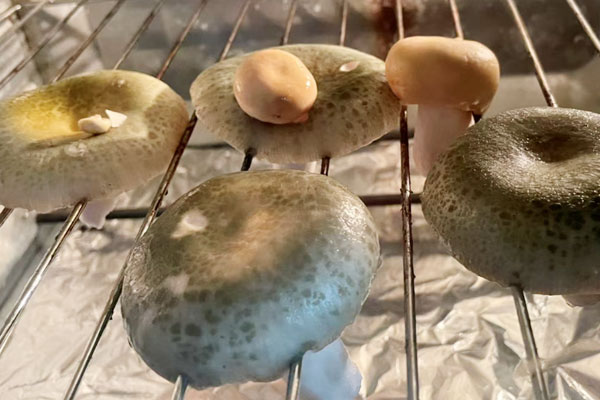 青头菌可以用来烤吗 青头菌可以用来烤吗