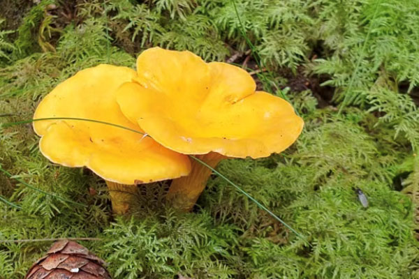 鸡油菌是野生菌吗