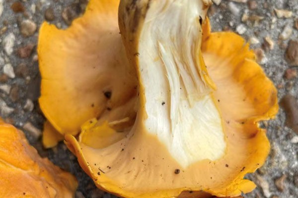鸡油菌的菌柄能吃吗