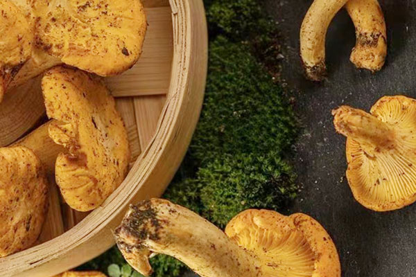 类风湿可以吃鸡油菌吗