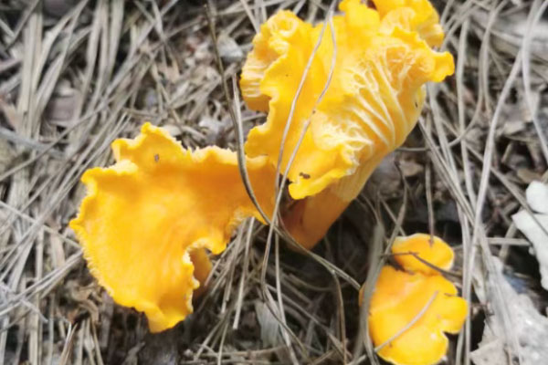 鸡油菌能涮火锅吗