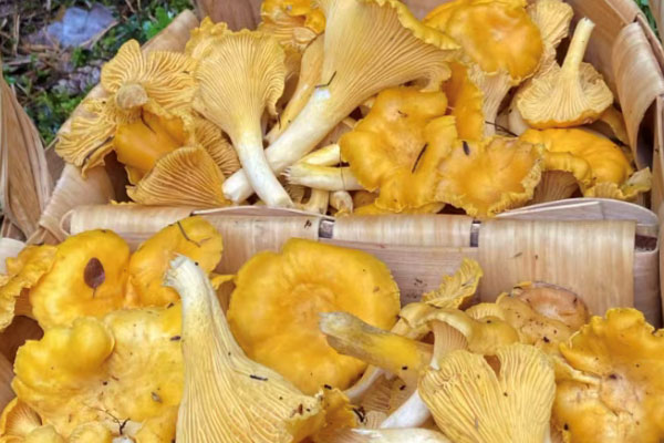 青少年适合吃鸡油菌吗