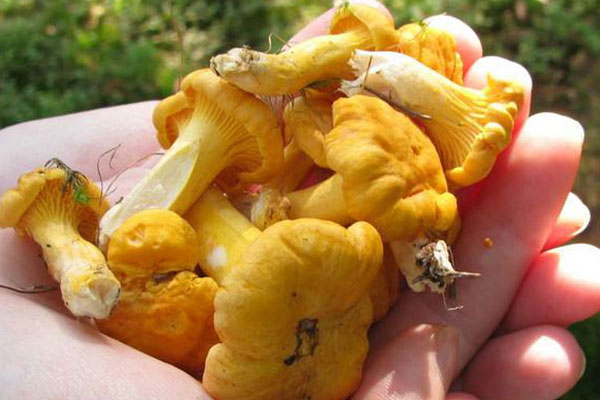 流鼻血可以吃鸡油菌吗，吃药可以吃鸡油菌吗