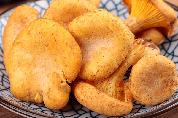 来月经可以吃鸡油菌吗